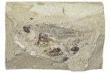 Cretaceous Fossil Fish (Armigatus) - Lebanon #251372-1
